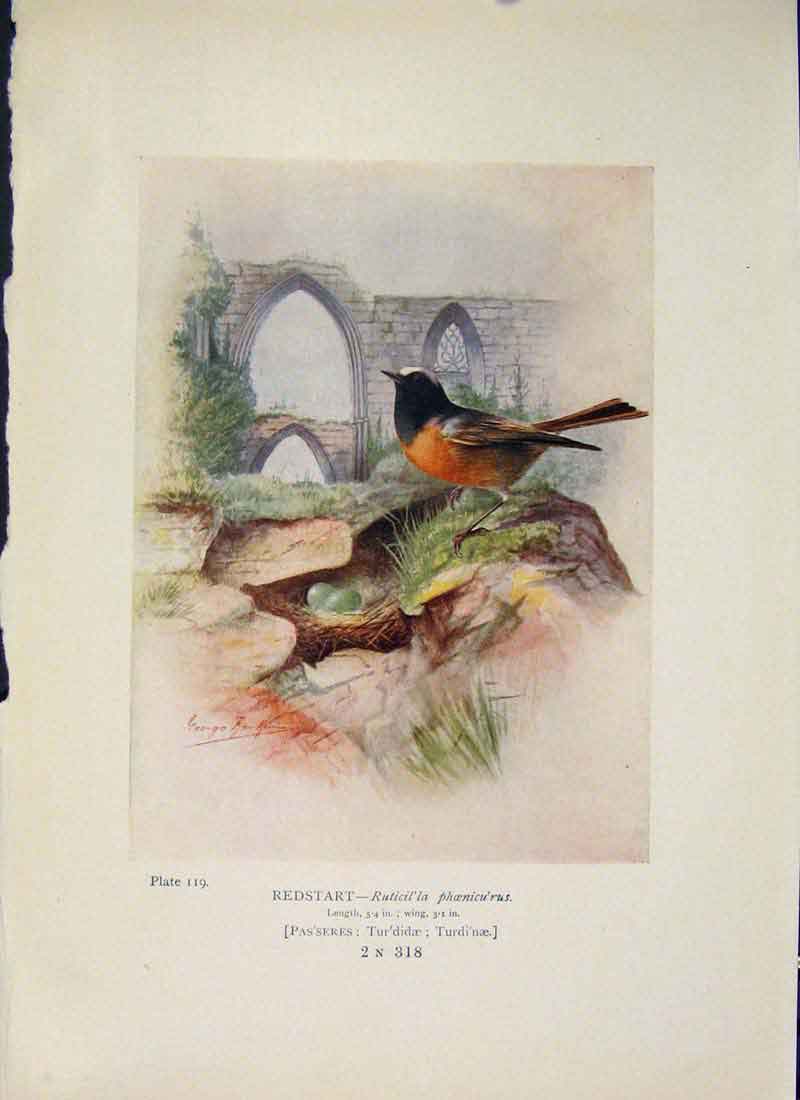 Original Old Antique Print Redstart Bird Egg Colour Fine Art 20th Century