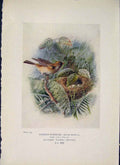 Original Old Antique Print Garden-Warbler Bird Egg Colour 1910 20th Century