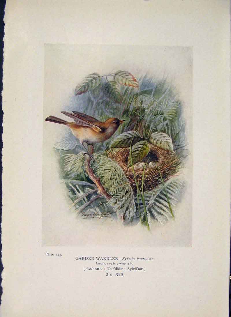 Original Old Antique Print Garden-Warbler Bird Egg Colour 1910 20th Century