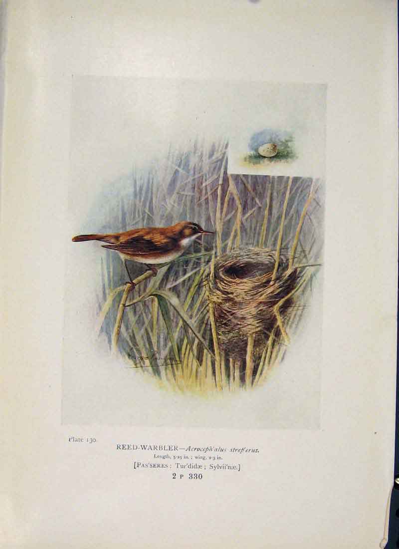 Original Old Antique Print Reed-Warbler Bird Egg Colour Art 1910 20th Century
