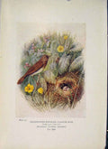 Original Old Antique Print Grasshopper-Warbler Bird Egg Colour