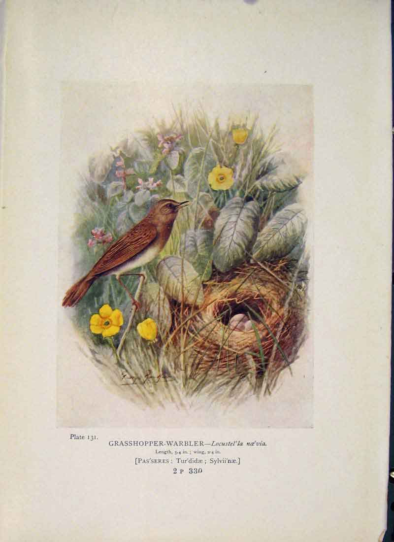 Original Old Antique Print Grasshopper-Warbler Bird Egg Colour