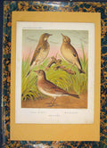 Original Old Antique Print Tree Pipit Woodlark Skylark Bird Birds Color