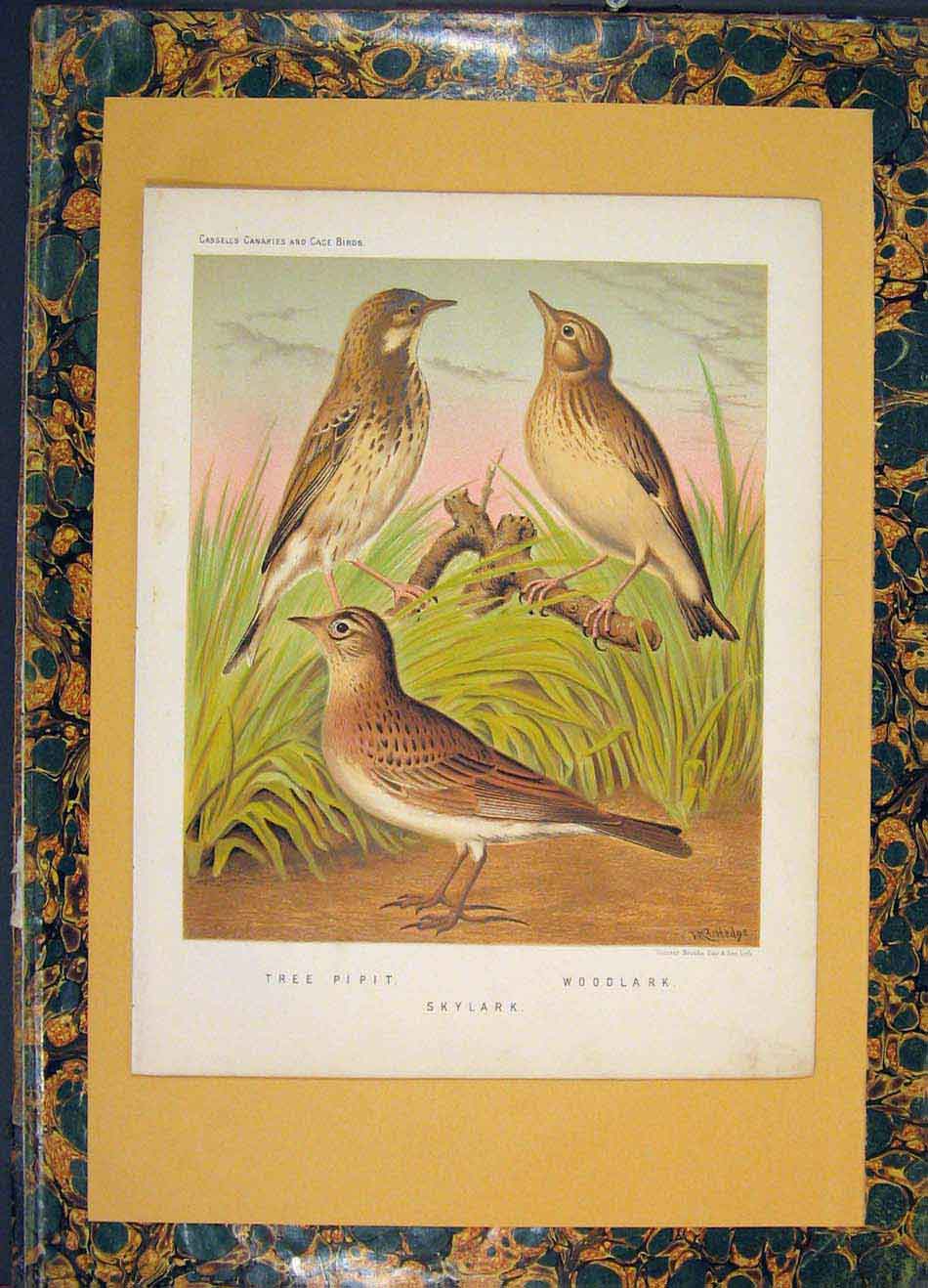 Original Old Antique Print Tree Pipit Woodlark Skylark Bird Birds Color