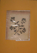 Original Old Antique Print Sebesten Flower Flowers Plant Plants Flora 20th