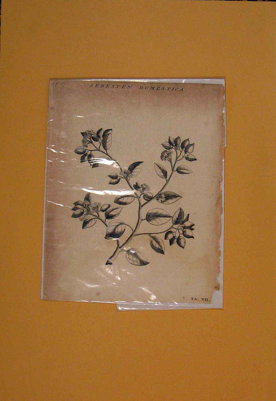 Original Old Antique Print Sebesten Flower Flowers Plant Plants Flora 20th