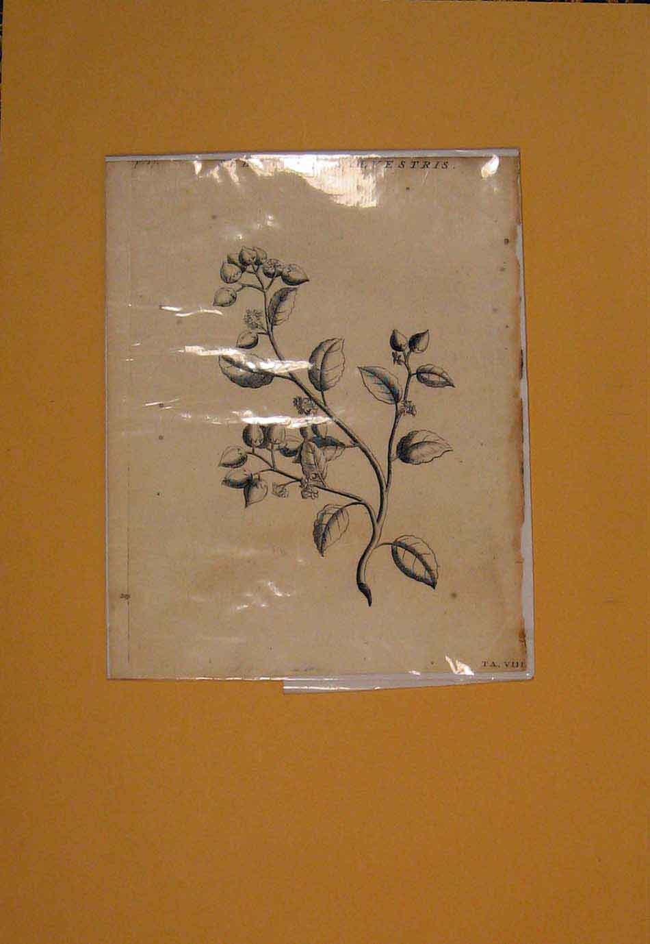 Original Old Antique Print Ref.45 Sebesten Flower Flowers Plant Plants Flora