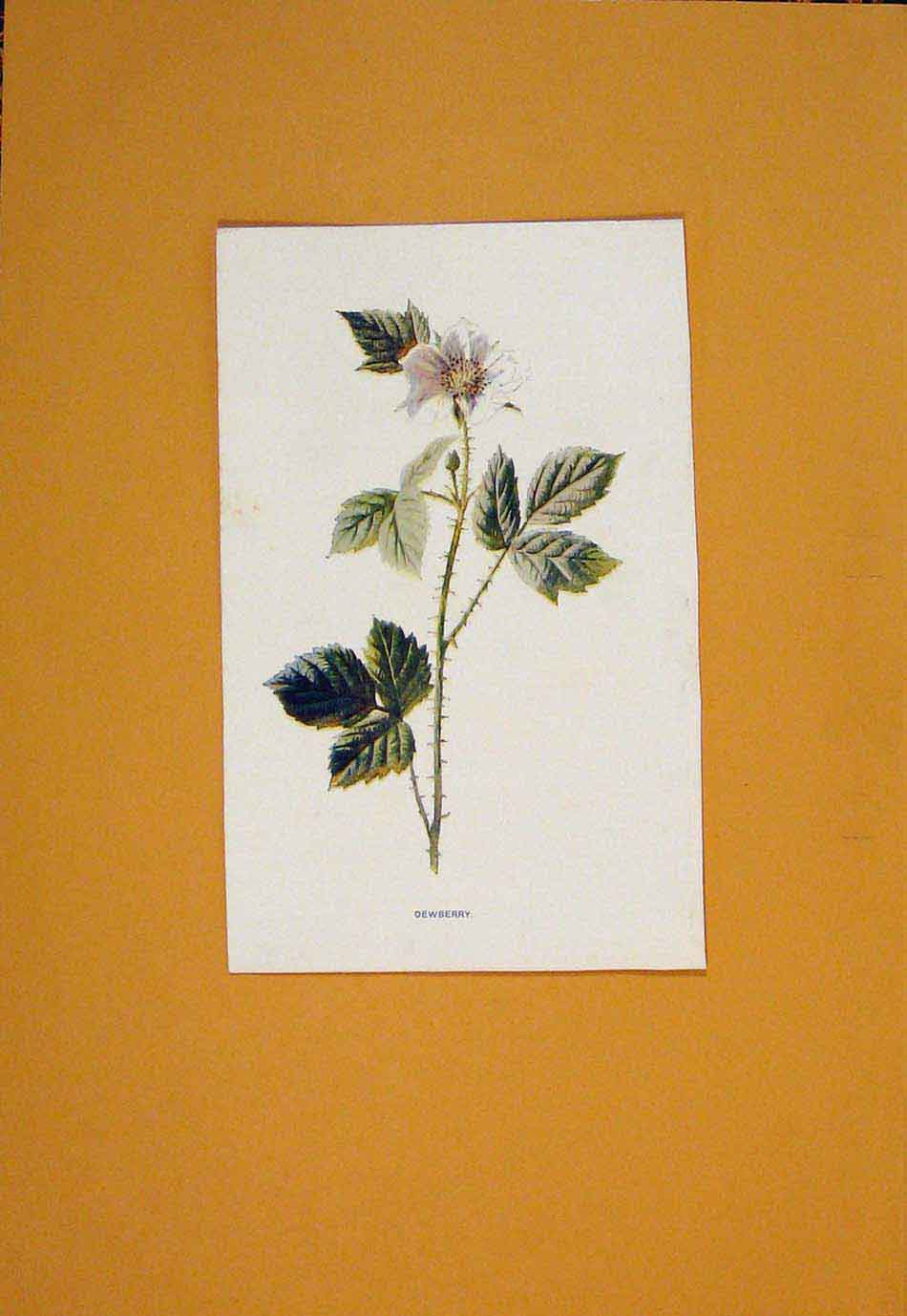 Original Old Antique Print Sesban Flower Flowers Plant Plants Flora