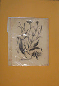 Original Old Antique Print Scorsonera Flower Flowers Plant Plants Flora