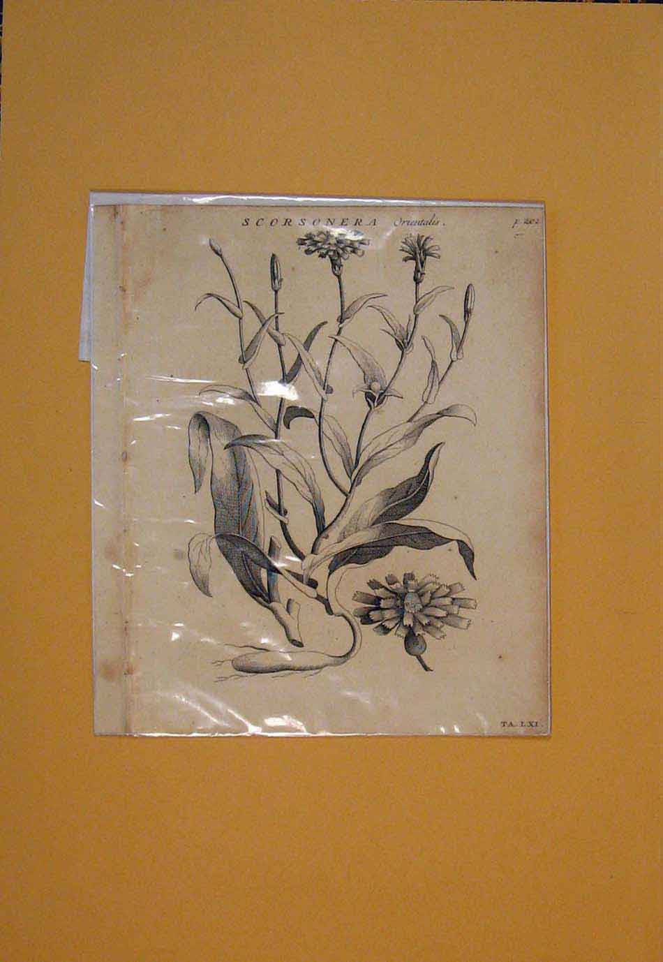 Original Old Antique Print Scorsonera Flower Flowers Plant Plants Flora