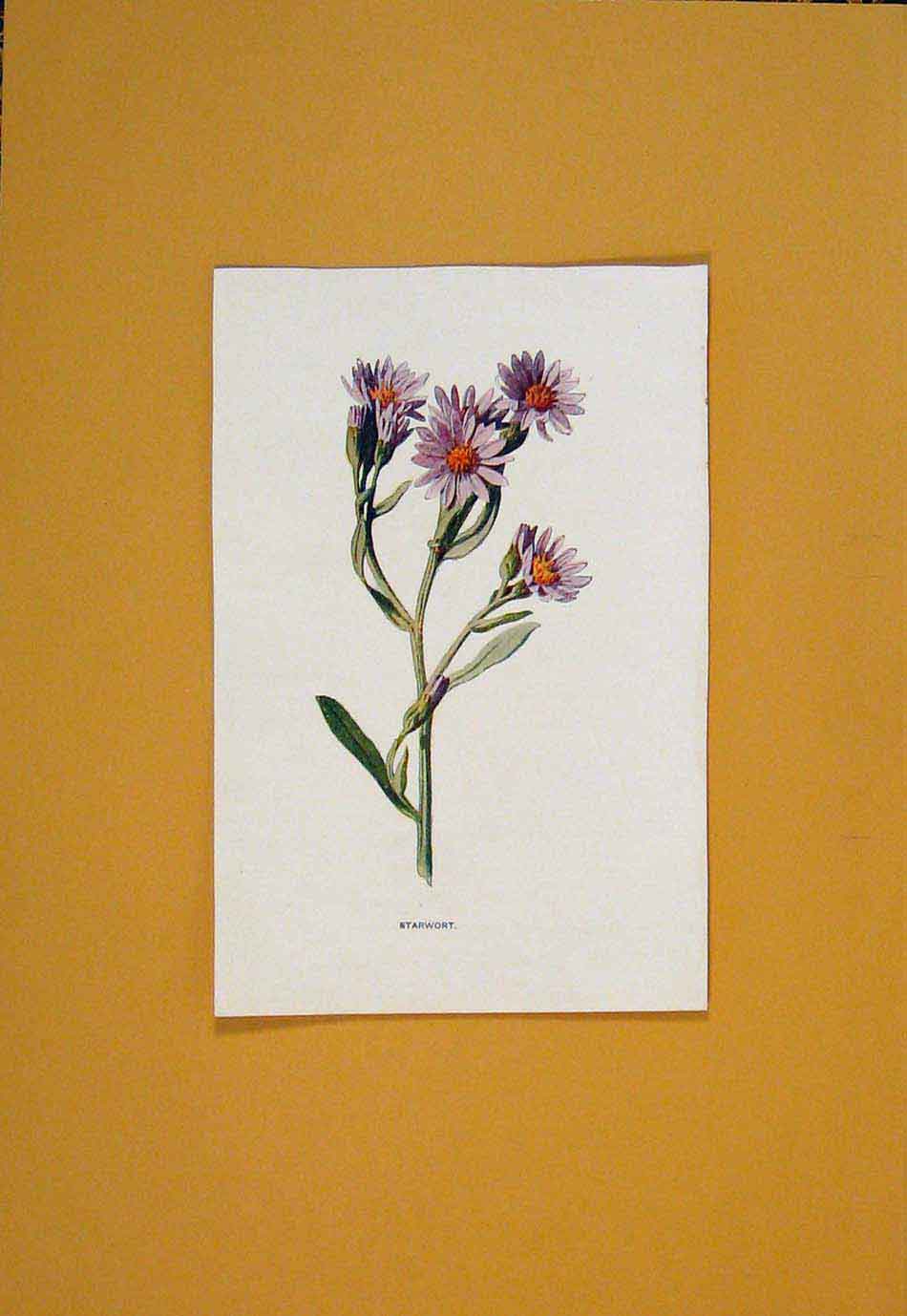 Original Old Antique Print Starwort Flower Flowers Plant Plants C1894 Victorian