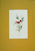 Original Old Antique Print Vetch Flower Flowers Plant Plants C1894 Victorian