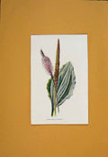 Original Old Antique Print Plantain Flower Flowers Plant Plants C1894 Victorian