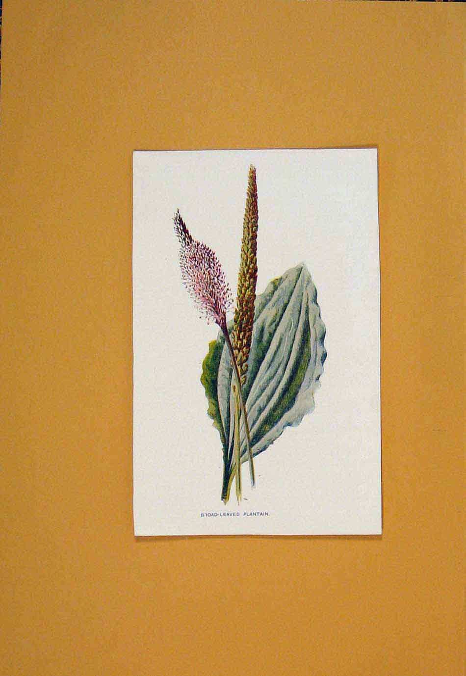 Original Old Antique Print Plantain Flower Flowers Plant Plants C1894 Victorian
