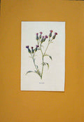 Original Old Antique Print Saw Wort Flower Flowers Plant PlantsC1894 Victorian