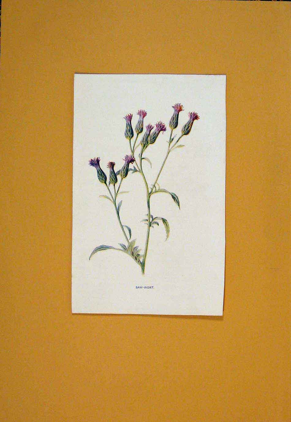 Original Old Antique Print Saw Wort Flower Flowers Plant PlantsC1894 Victorian