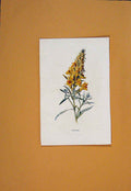 Original Old Antique Print Toadflax Flower Flowers Plant Plants C1894 Victorian