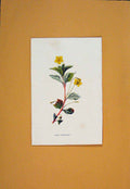 Original Old Antique Print Wood Loosestrife Flower Flowers Plant Plants C1894