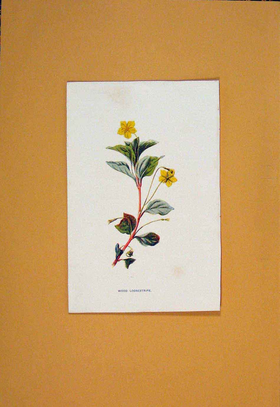 Original Old Antique Print Wood Loosestrife Flower Flowers Plant Plants C1894