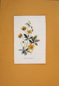 Old Antique Print Tormentil Cinquiefoil Plant Plants Flower Flowers C1894 19th