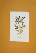 Original Old Antique Print White Campion Flower Flowers Plant Plants