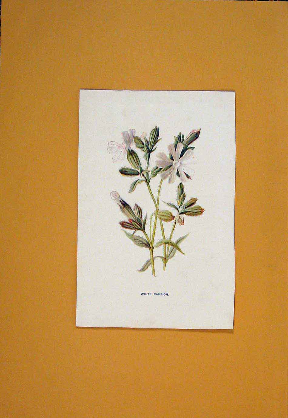 Original Old Antique Print White Campion Flower Flowers Plant Plants