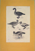 Original Old Antique Print Duck Birds Lobated Wild Goose Shoveller
