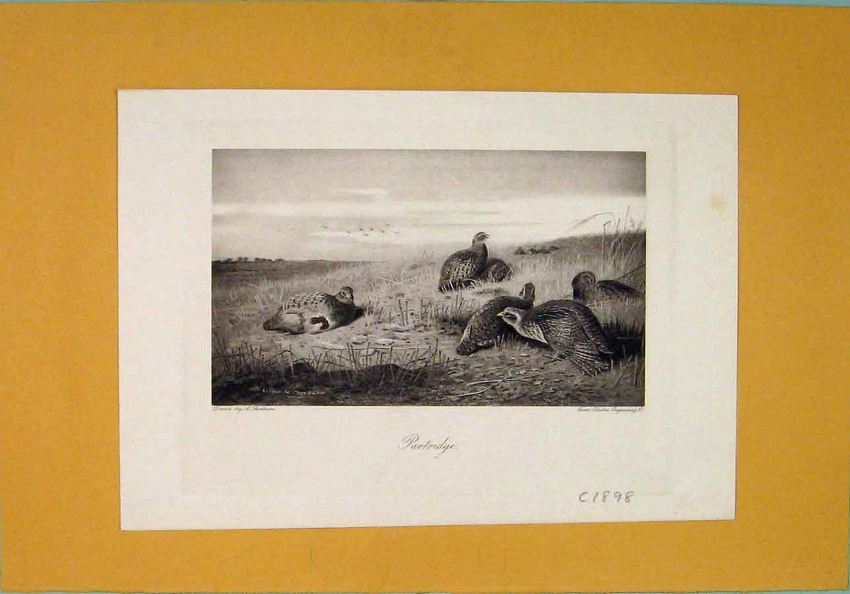Original Old Antique Print C1898 Partride Birds Field Sitting 19th