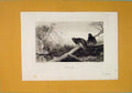 Original Old Antique Print Capercailzie C1898 Birds Animals Forrest Victorian