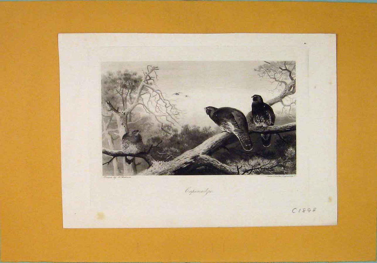 Original Old Antique Print Capercailzie C1898 Birds Animals Forrest Victorian