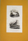 Original Old Antique Print C1801 Ptarmagan Red Legged Partridge Birds 19th