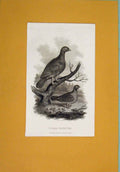 Original Old Antique Print C1802 Wood Grouse Birds Fine Art Animals 19th Century