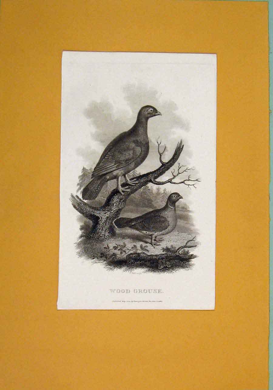 Original Old Antique Print C1802 Wood Grouse Birds Fine Art Animals 19th Century