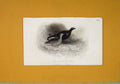 Original Old Antique Print C1848 Moors Birds Fine Art Animals 19th