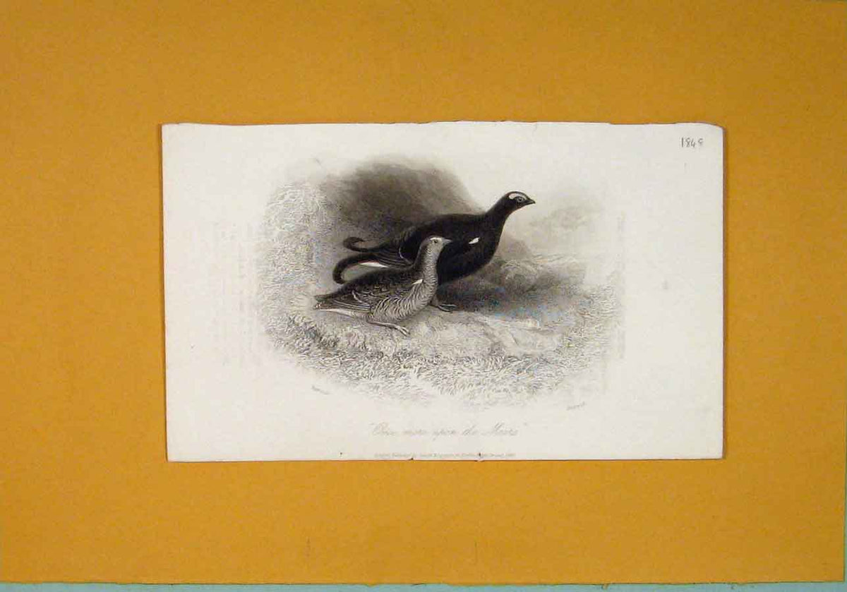 Original Old Antique Print C1848 Moors Birds Fine Art Animals 19th