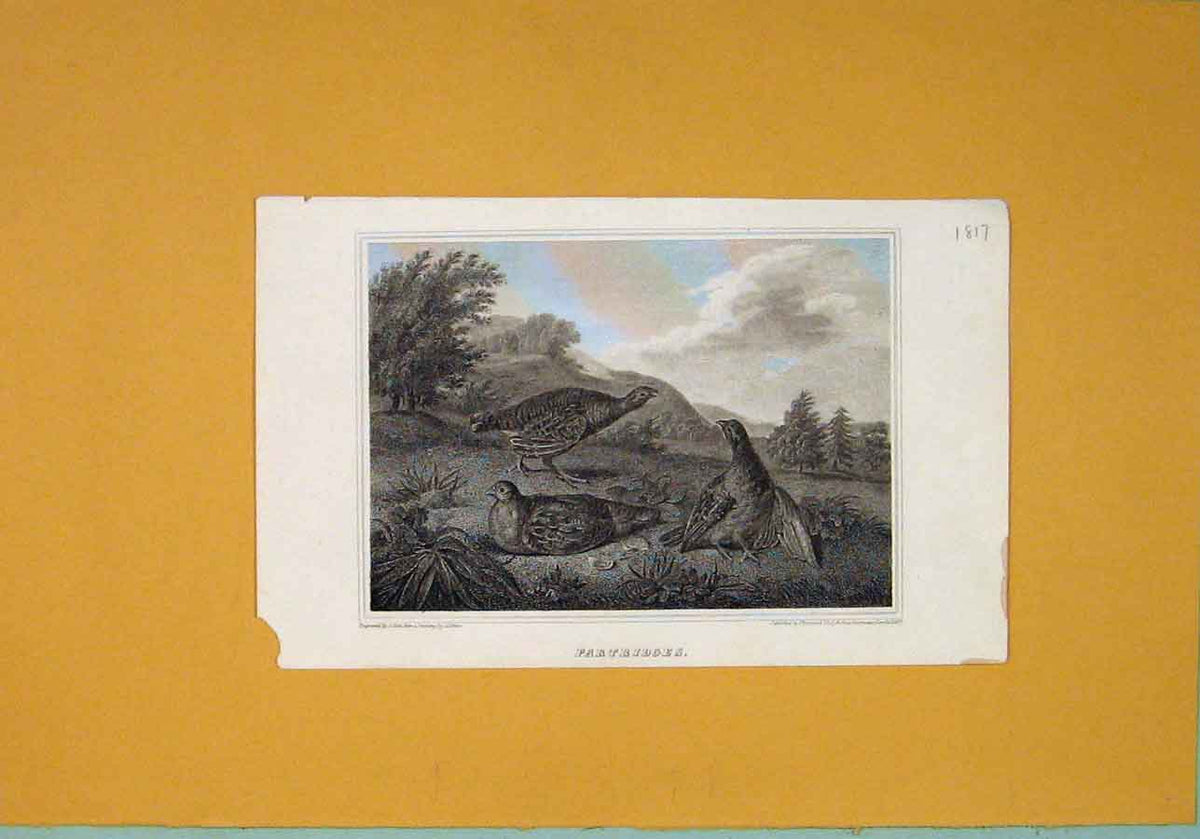 Original Old Antique Print C1817 Partridges Birds Fine Art 19th Century