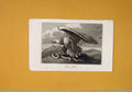 Original Old Antique Print C1806 Royal Eagle Fine Art Birds 19th