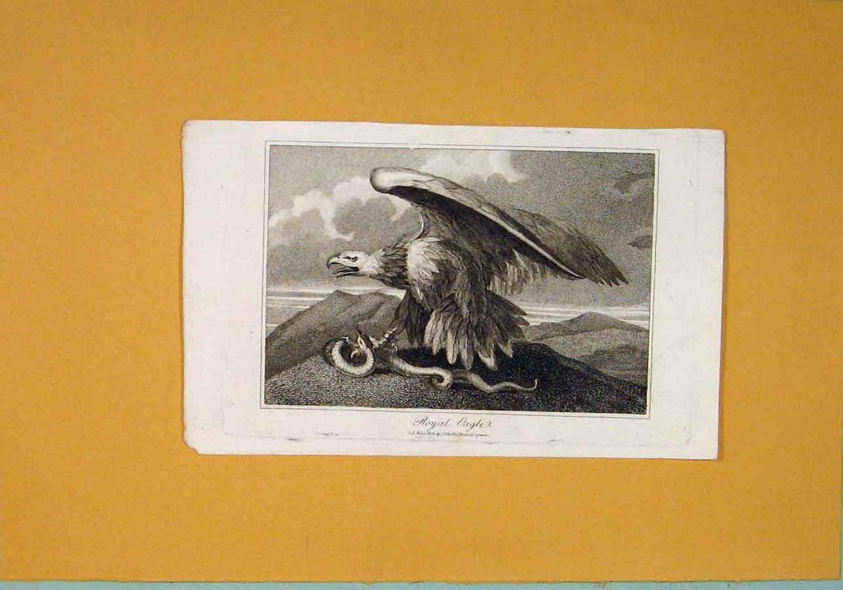 Original Old Antique Print C1806 Royal Eagle Fine Art Birds 19th
