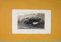 Original Old Antique Print Black Game Scotland C1824 Birds Riverside 19th