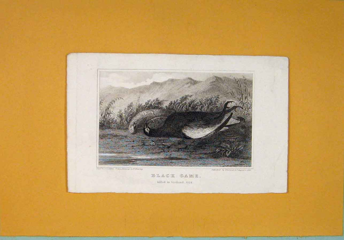 Original Old Antique Print Black Game Scotland C1824 Birds Riverside 19th