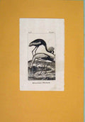 Original Old Antique Print Baleric Crane White Stork Birds Fine Art