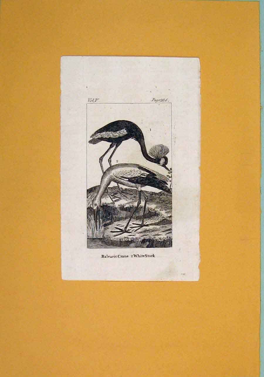 Original Old Antique Print Baleric Crane White Stork Birds Fine Art