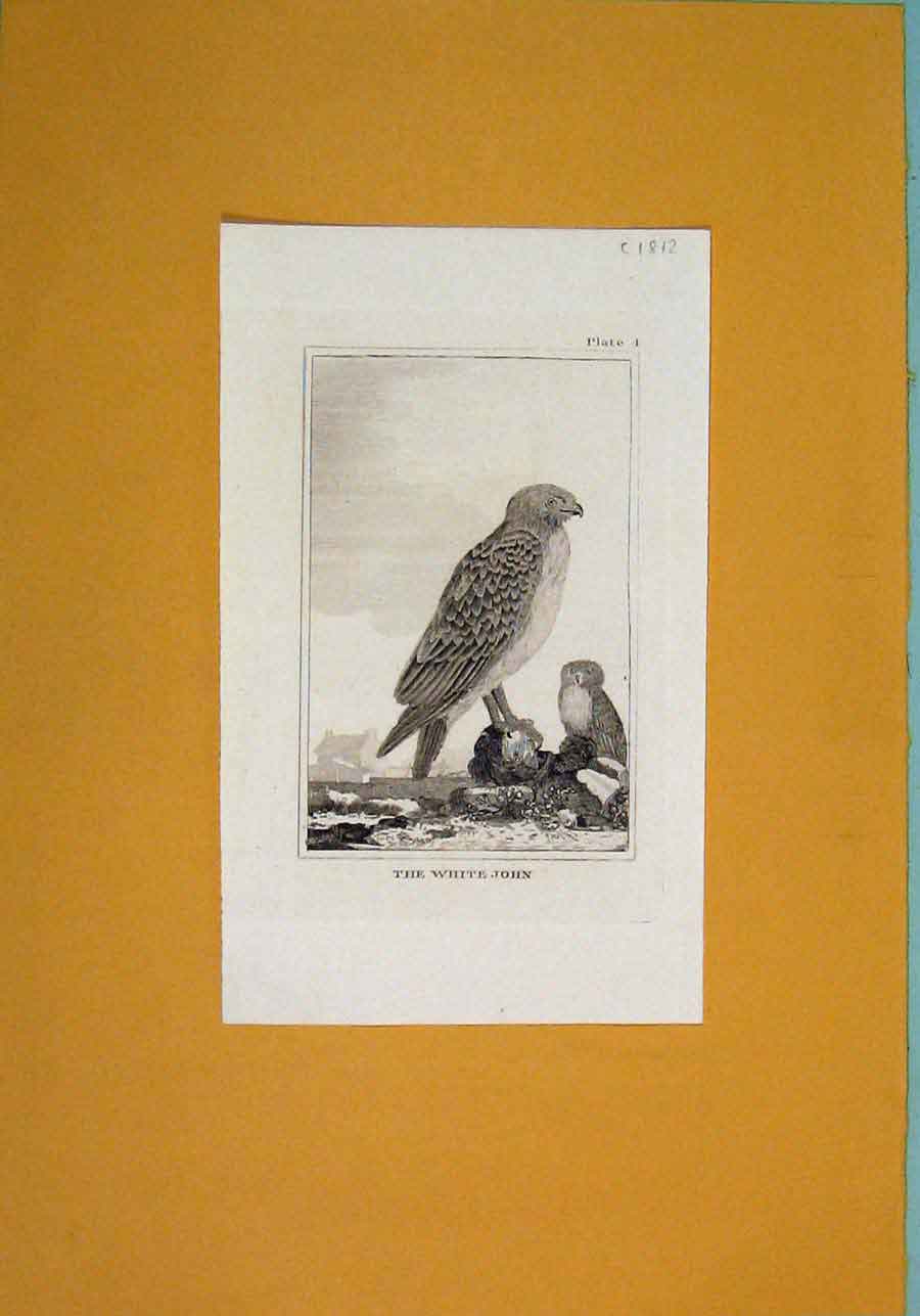 Original Old Antique Print White John Birds Fine Art C1812 Animals 19th Century