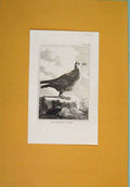 Original Old Antique Print C1812 Cinerous Petret Fine Art Birds Napoleonic Era