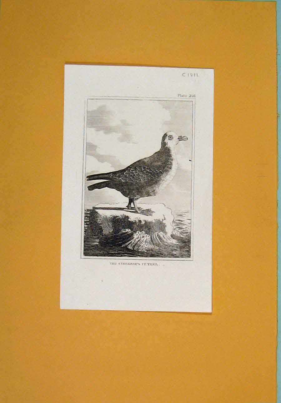 Original Old Antique Print C1812 Cinerous Petret Fine Art Birds Napoleonic Era