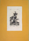 Original Old Antique Print Grebe Culterneb Pelican Fine Art Birds
