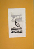 Original Old Antique Print Fine Art Birds Cafsowary Birds C1812 Napoleonic Era