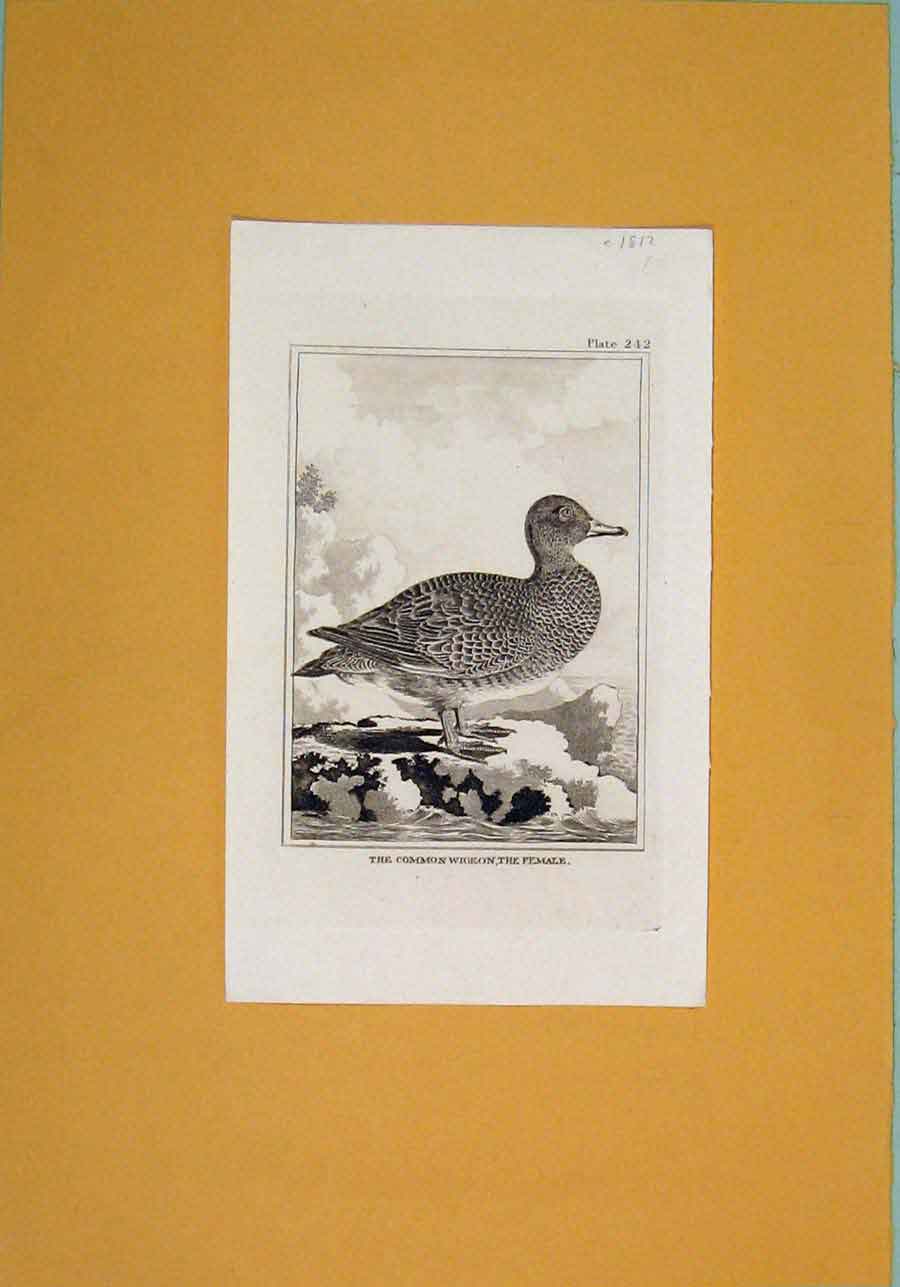 Original Old Antique Print C1812 Common Wigeon Female Birds Fine Art 19th