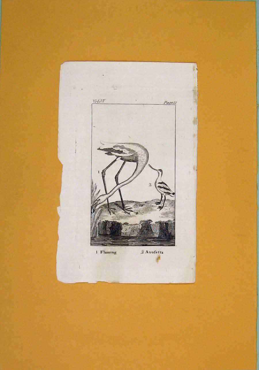 Original Old Antique Print Flaming Avofetta Fine Art Birds C1812 Napoleonic Era