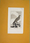 Original Old Antique Print Sea Eagle Ocean Birds Gull Fine Art C1812 19th